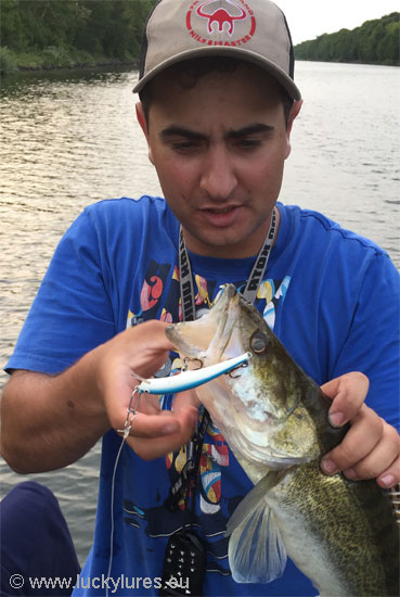 Zander beim Schleppangeln im Kanal in Holland mit dem Nils Master Invincible 8 cm Floating in der Farbe 046.